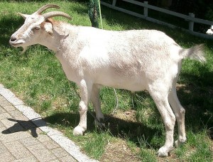 yagi